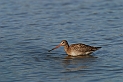 Black-tailed godwit - E